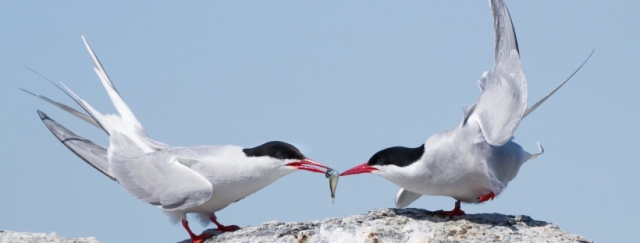 Migrations Book And Arctic Terns
